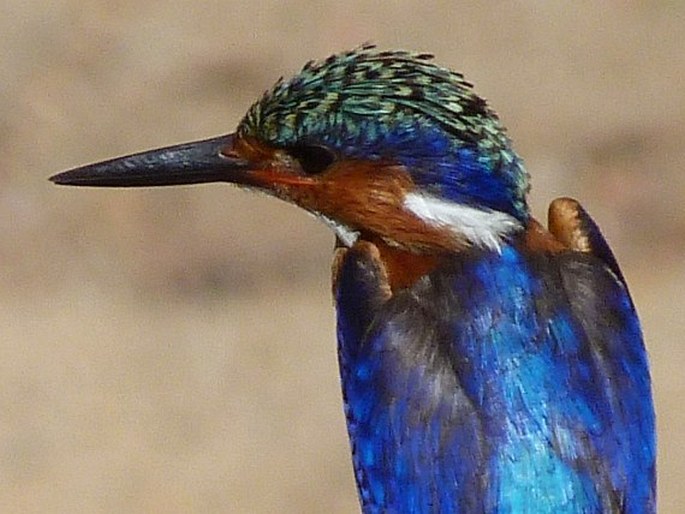 Corythornis vintsioides, ledňáček chocholatý