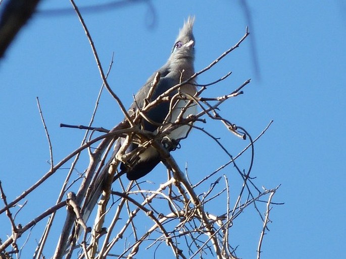 Coua cristata, kukalka chocholatá