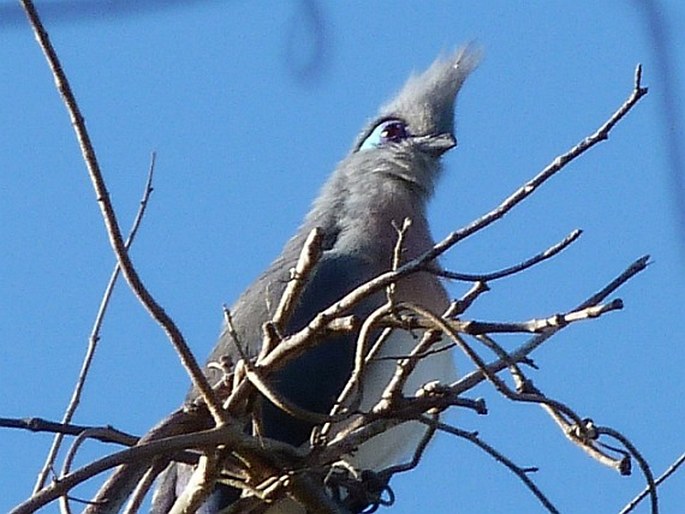 Coua cristata, kukalka chocholatá