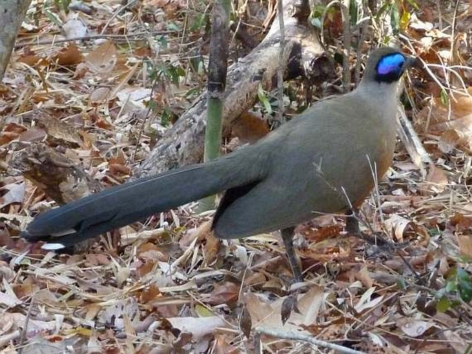 Coua gigas, kukalka velká