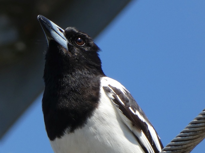 Cracticus nigrogularis, flétňák černohrdlý