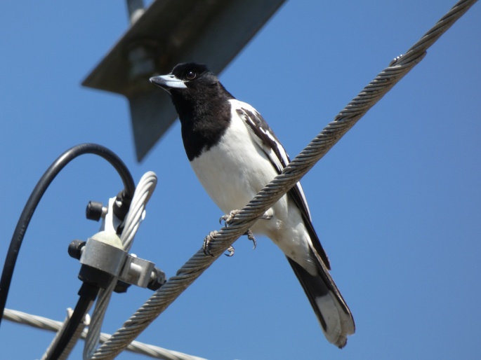 Cracticus nigrogularis, flétňák černohrdlý