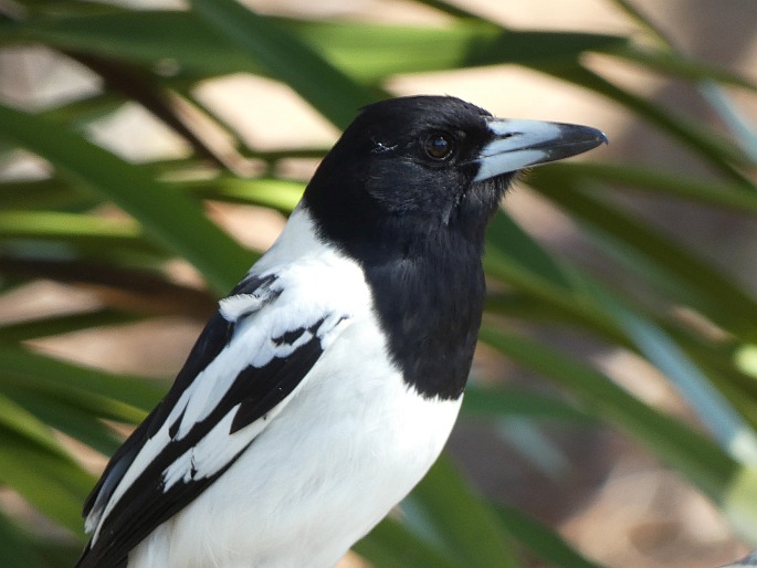 Cracticus nigrogularis, flétňák černohrdlý