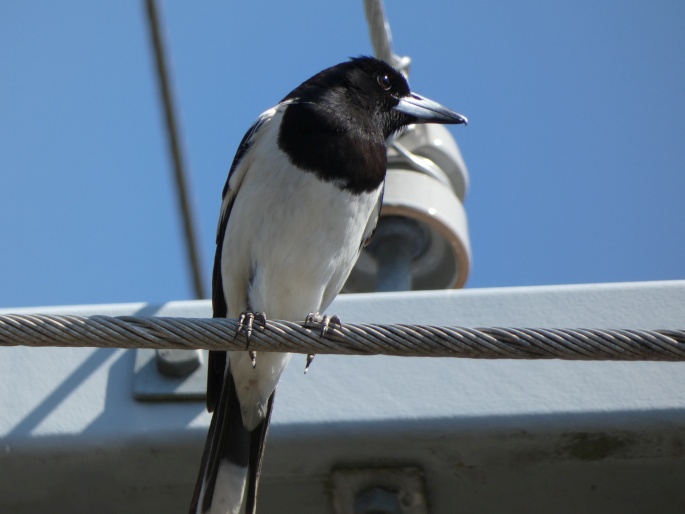 Cracticus nigrogularis, flétňák černohrdlý