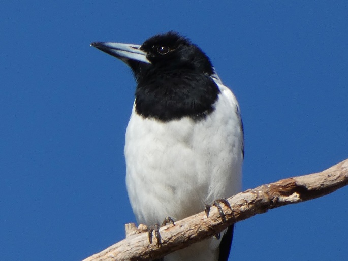 Cracticus nigrogularis picatus, flétňák černohrdlý