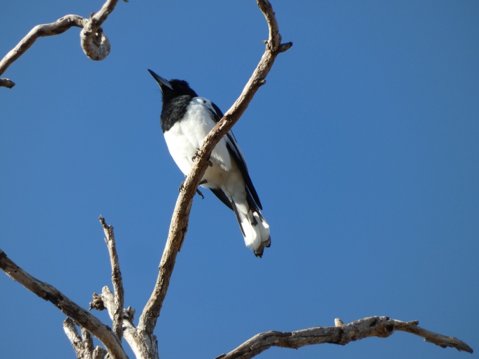 Cracticus nigrogularis picatus, flétňák černohrdlý