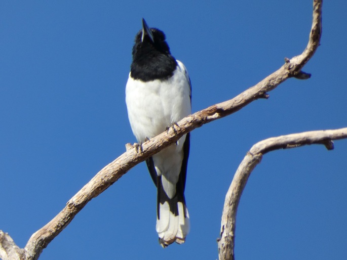 Cracticus nigrogularis picatus, flétňák černohrdlý