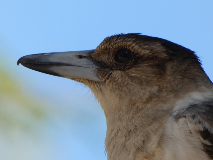 Cracticus nigrogularis picatus, flétňák černohrdlý