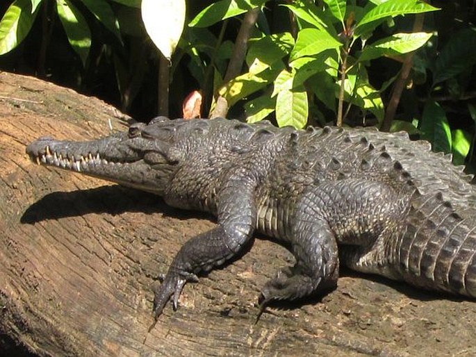 Crocodylus acutus, krokodýl americký