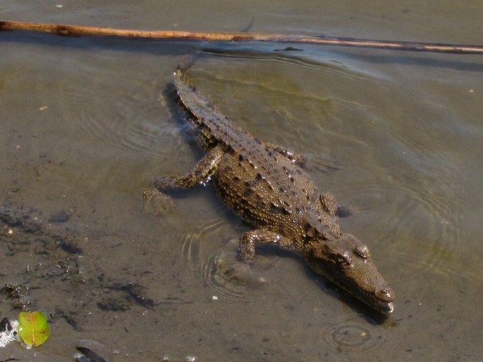 Crocodylus acutus, krokodýl americký