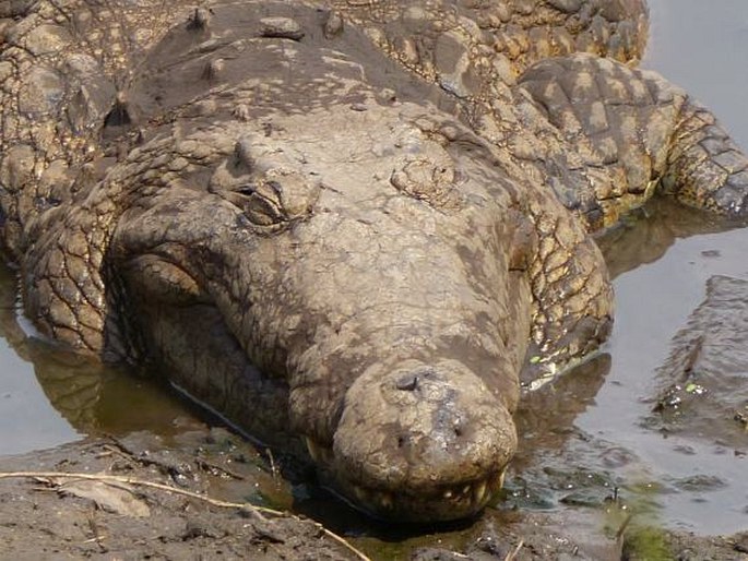 Crocodylus niloticus, krokodýl nilský