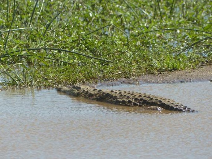 Crocodylus niloticus, krokodýl nilský