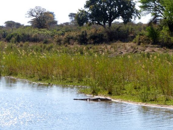 Crocodylus niloticus, krokodýl nilský