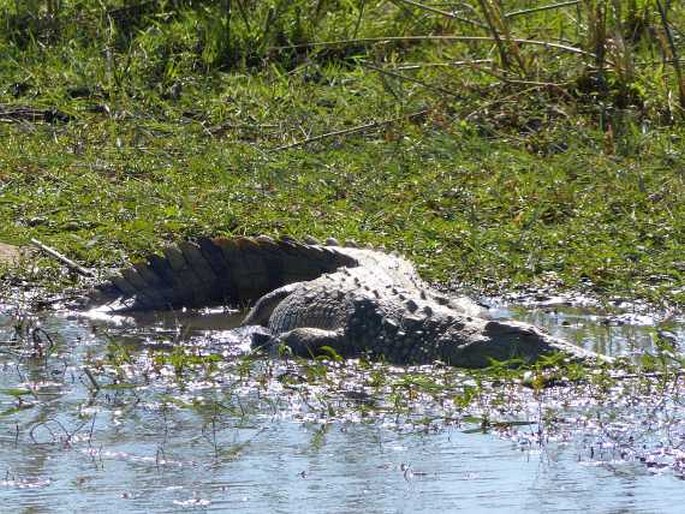 Crocodylus niloticus, krokodýl nilský