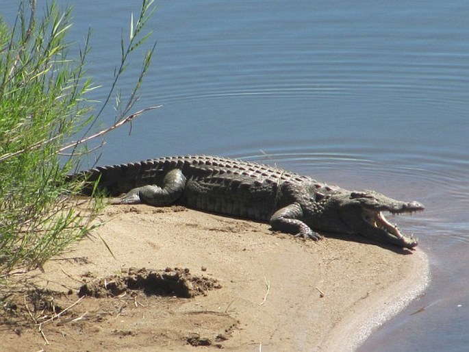 Crocodylus niloticus, krokodýl nilský