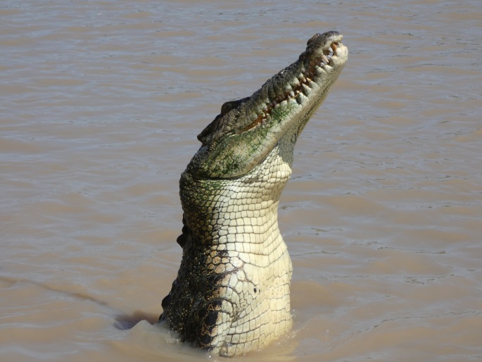 Crocodylus porosus, krokodýl mořský