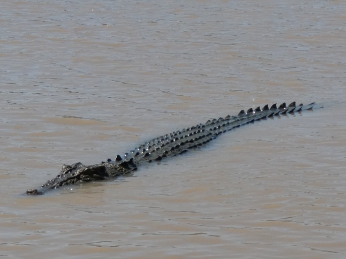 Crocodylus porosus, krokodýl mořský