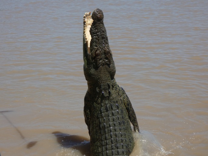 Crocodylus porosus, krokodýl mořský