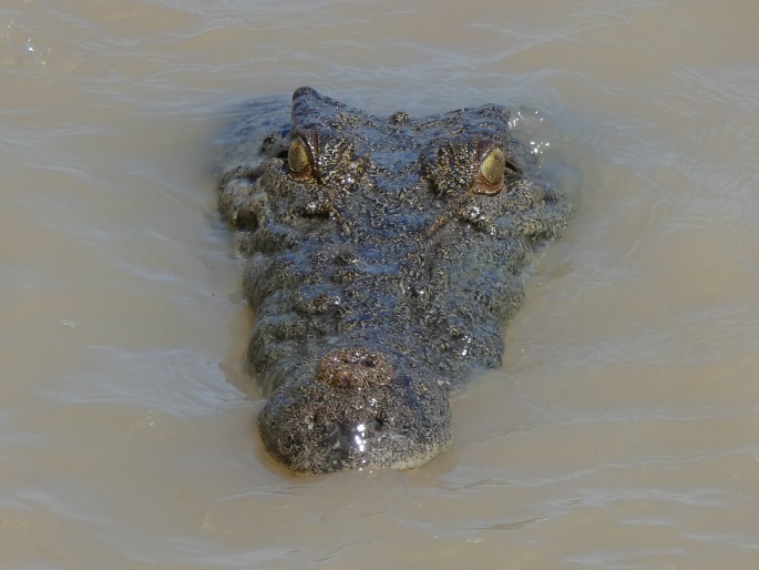 Crocodylus porosus, krokodýl mořský