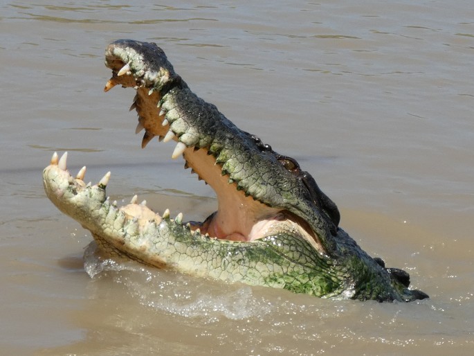 Crocodylus porosus, krokodýl mořský