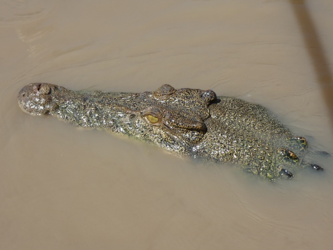 Crocodylus porosus, krokodýl mořský