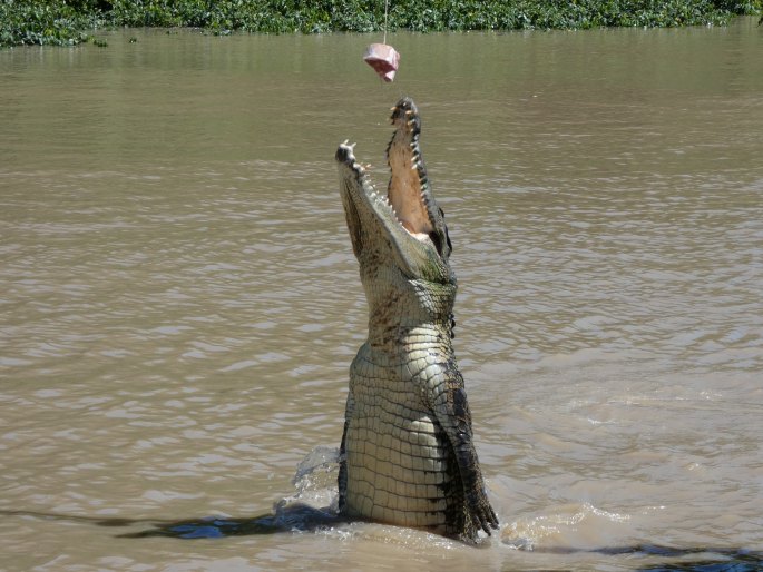 Crocodylus porosus, krokodýl mořský