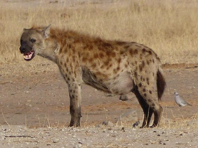 Crocuta crocuta (Erxleben, 1777); hyena skvrnitá