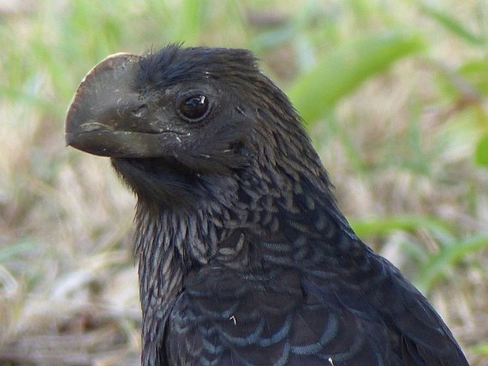 Crotophaga ani, kukačka ani