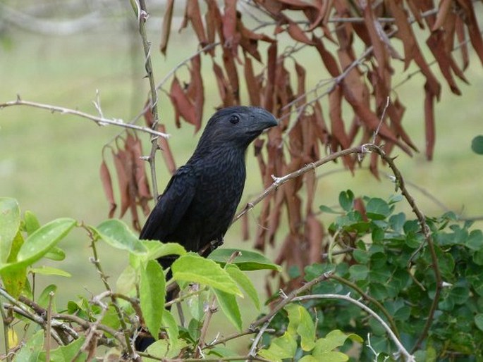 Crotophaga sulcirostris, kukačka rýhozobá