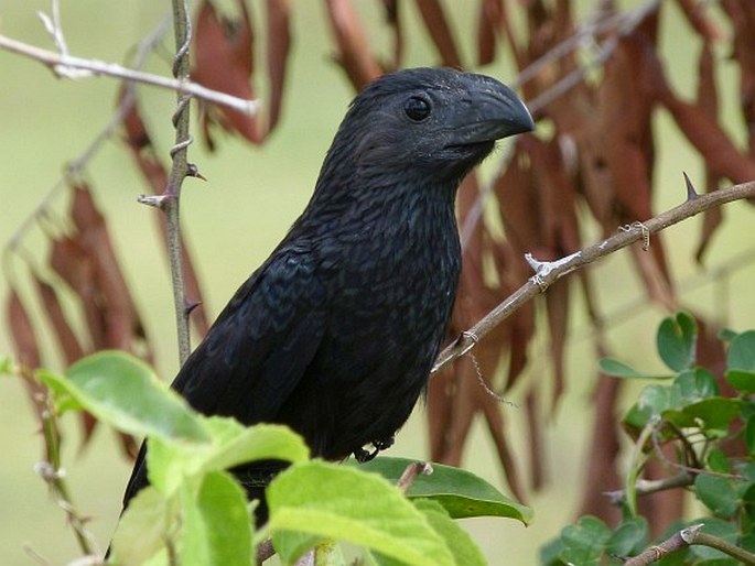 Crotophaga sulcirostris, kukačka rýhozobá