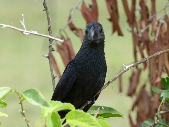 Crotophaga sulcirostris Swainson, 1827; kukačka rýhozobá