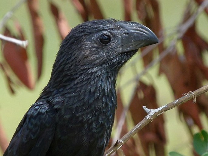 Crotophaga sulcirostris, kukačka rýhozobá