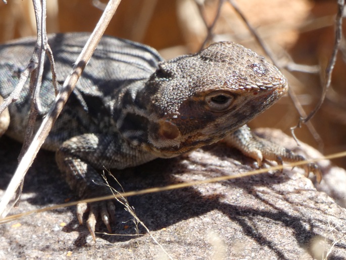 Ctenophorus modestus