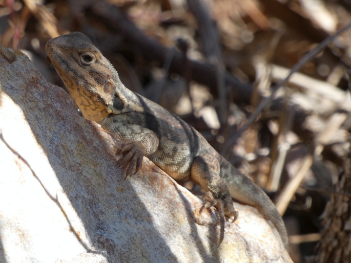 Ctenophorus modestus