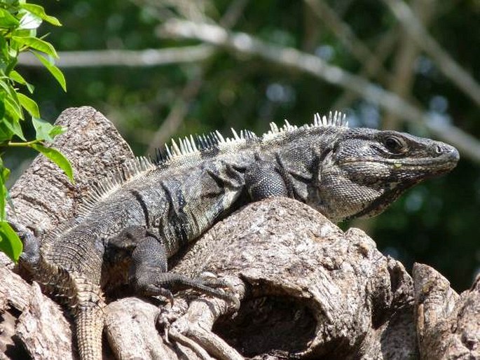 Ctenosaura similis, leguán černý