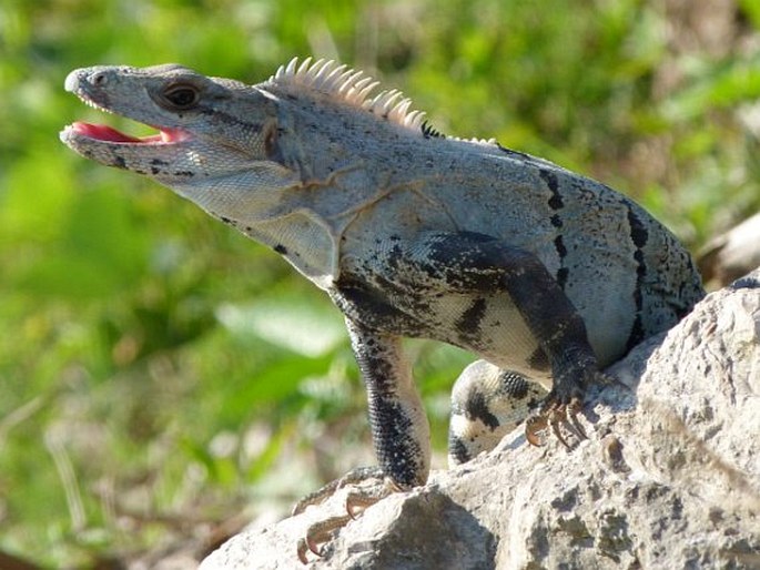 Ctenosaura similis, leguán černý