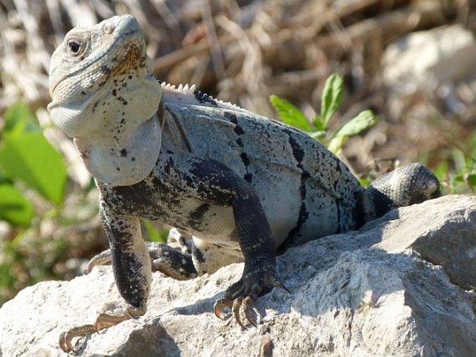 Ctenosaura similis, leguán černý