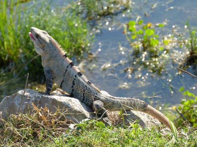 Ctenosaura similis, leguán černý