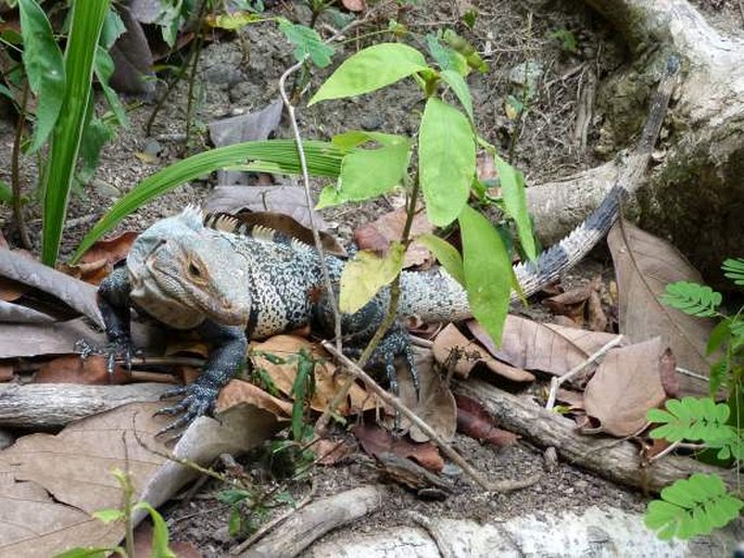 Ctenosaura similis, leguán černý