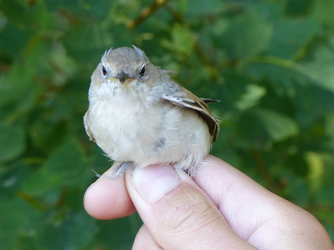 Curruca communis, pěnice hnědokřídlá