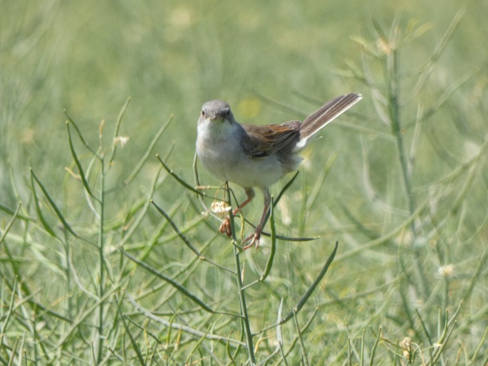 Curruca communis, pěnice hnědokřídlá