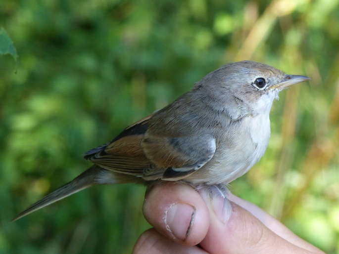 Curruca communis, pěnice hnědokřídlá