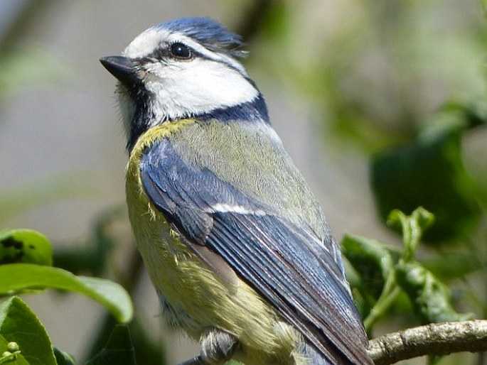 Cyanistes caeruleus, sýkora modřinka