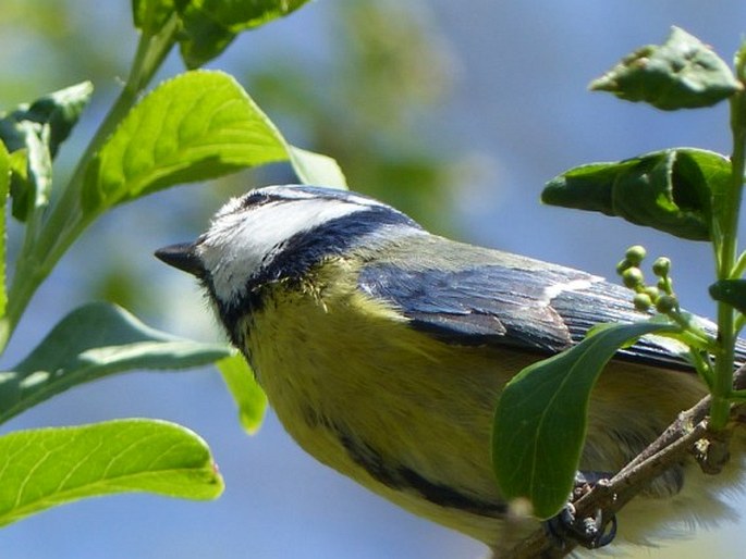 Cyanistes caeruleus, sýkora modřinka