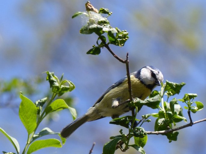 Cyanistes caeruleus, sýkora modřinka