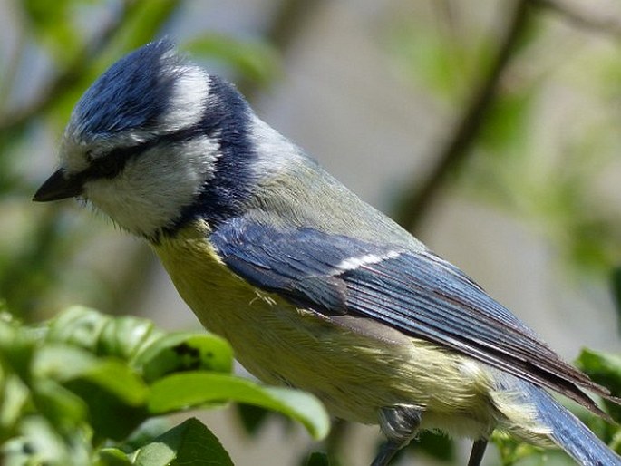 Cyanistes caeruleus, sýkora modřinka