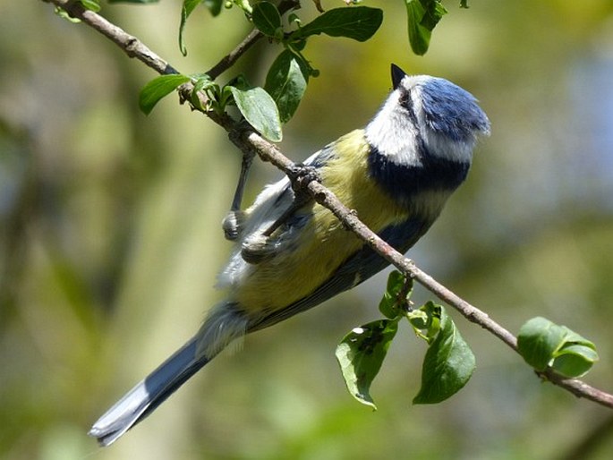 Cyanistes caeruleus, sýkora modřinka