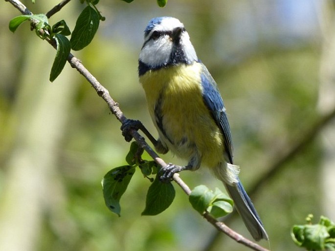 Cyanistes caeruleus (Linnaeus, 1758); sýkora modřinka