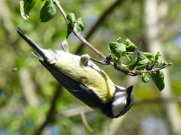 Cyanistes caeruleus, sýkora modřinka