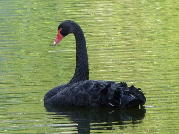 Cygnus atratus, labuť černá